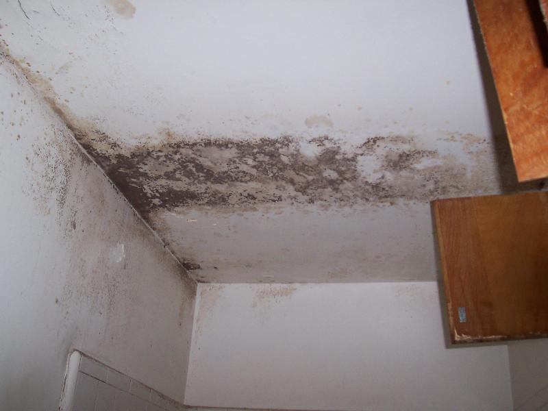 Is Your Bathroom Or Kitchen Sink Making You Sick With Mold