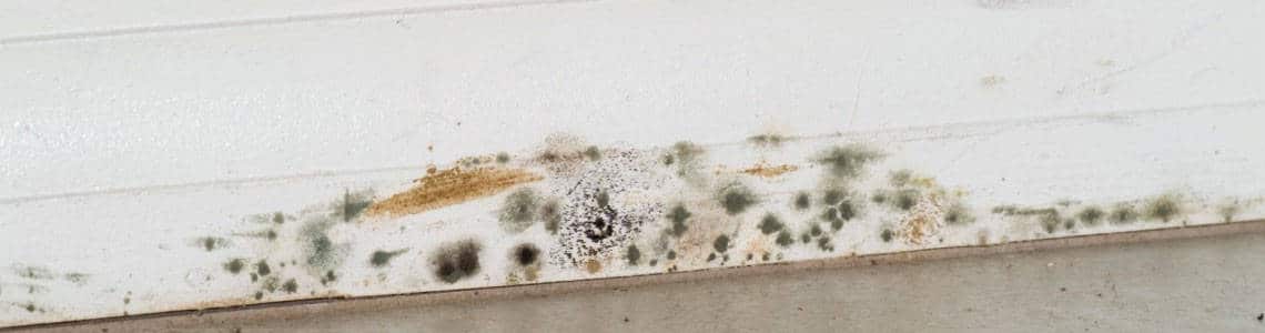 Residential Mold Damage