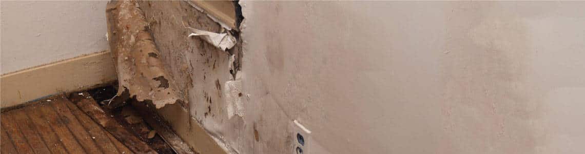 Commercial Mold Damage