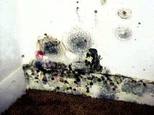 mold damage phoenix