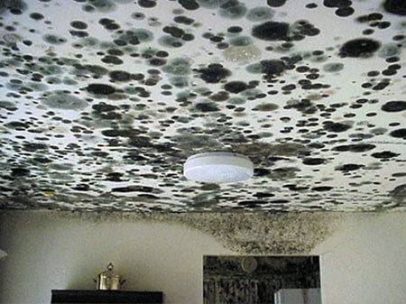 mold removal chandler az