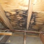 mold on roof