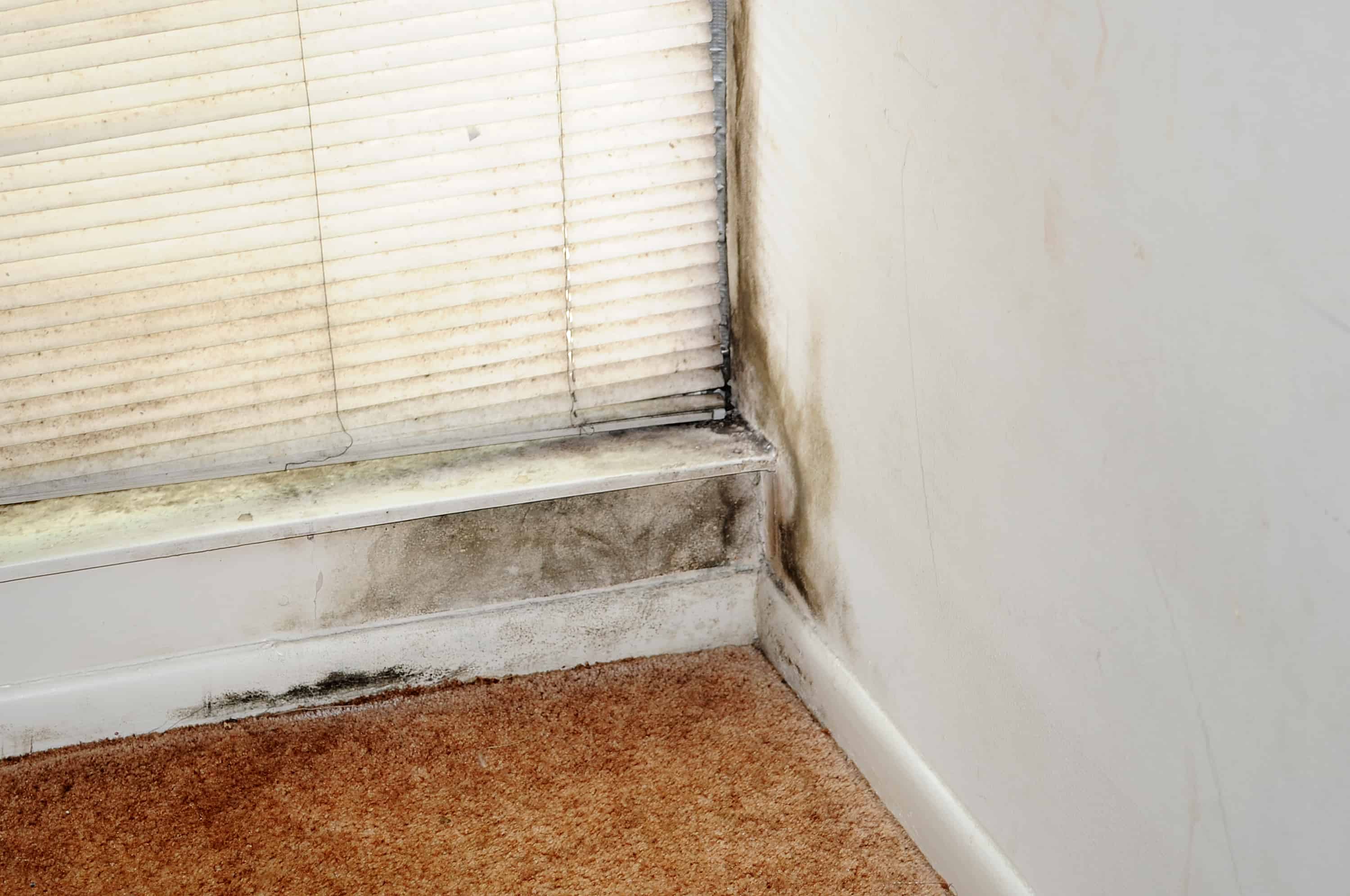 The Most Common Household Molds In Phoenix Az