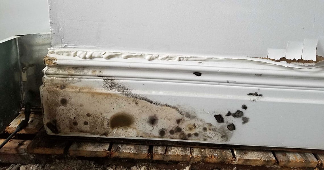 Mold Remediation and Repair